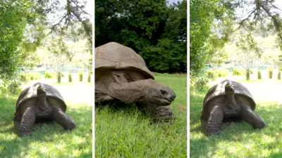 Jonathan the Tortoise Turns 194: World's Oldest Living Land Animal
