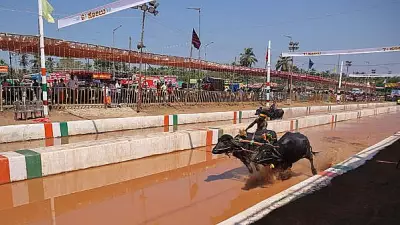 Kambala to Be Part of Mysuru Dasara Celebrations This Year