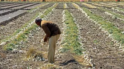Karnataka Agriculture Dept Invites Bids for Pulses, Oilseed Units