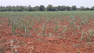 Karnataka crop loss fears as sowing hits only 30% of target