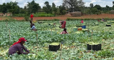 Karnataka Farmers Showcase Diverse Harvests and Cultivation Preparations