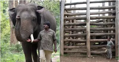 Karnataka Forest Dept Bans Feeding and Flash Selfies with Captive Elephants