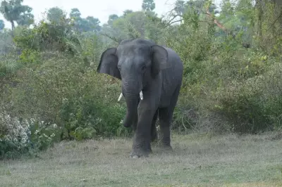 Karnataka Forest Dept to Drive Wild Elephants Back into Forest in 3-Day Operation