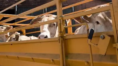 Karnataka: Two Booked for Illegal Cattle Transport After Vehicle Overturns