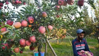 Kashmir Apple Growers Face Hailstorm Losses and Import Competition Crisis