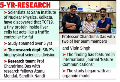 Kolkata Scientists Discover Liver Protein TCF19 That Converts Harmful Fat to Safe Form