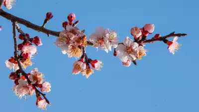 Ladakh's Apricot Blossom Festival: A Spring Spectacle in the Himalayas
