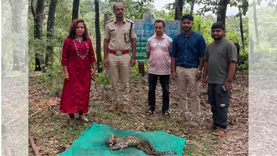 Leopard cub dies despite medical care in Karnataka's Sagar anti-poaching camp