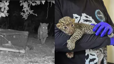 Leopard Cub Rescued from Stray Dogs, Reunited with Mother in Thane
