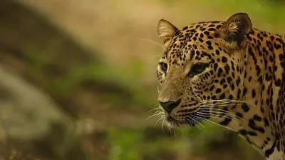 Leopardess Rescued from Toilet in Karnataka's Tarikere