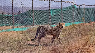 Madhya Pradesh: Female Cheetah Dies at Kuno National Park During Treatment