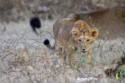 Man Arrested for Killing Lion Cub in Gujarat's Junagadh District
