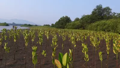 Mangrove Cover Expands by 140 Hectares in Kali Estuary, Karwar