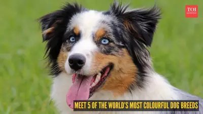 Meet 5 of the World's Most Colourful Dog Breeds