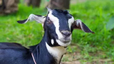 Messi the Goat: Kansas City Goat Wears Argentina Jersey, Scores Goals