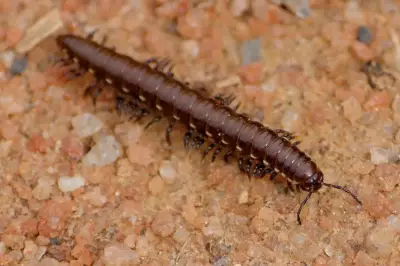 Millipedes Beat Vertebrates onto Land by 80 Million Years, Study Finds