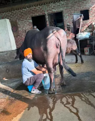Mohali dairy farmer grows from 50 animals to 300 with scientific breeding