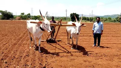 Monsoon Sowing Severely Hit as Rain Fails in Karnataka's Molakalmuru