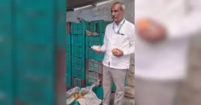 Muddebihal Mango Shops Raided Over Chemical Ripening Concerns