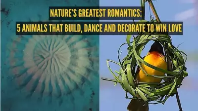 Nature's Most Creative Courtship Rituals: From Mandalas to Dances
