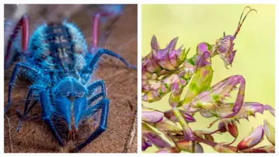 New Species Discovered in Angola's Remote Lisima Plateau