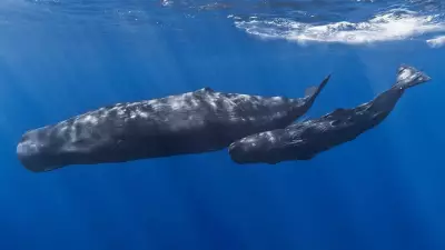 New Zealand Bill Proposes Legal Personhood for Whales to Boost Protection
