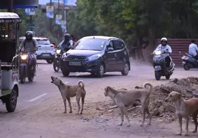 NHRC Notice to Punjab Govt Over Girl Killed by Stray Dogs