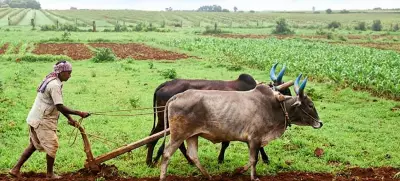 Pandavapura Taluk Shifts to Organic Farming: 10,000 Farmers Join Pilot