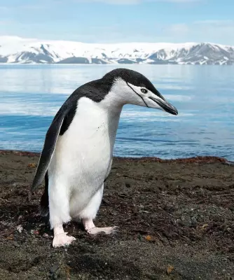 Penguin Feathers Inspire Smart Building Coatings for Energy Efficiency