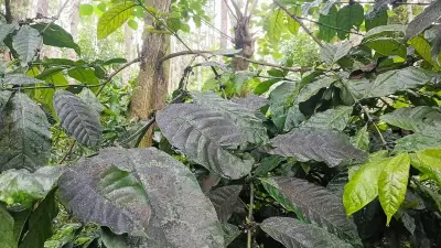 Pest Infestation Worries Coffee Growers in Chikkamagaluru Due to Rain Deficit