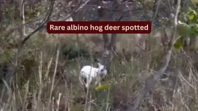Rare Albino Hog Deer Spotted in Kaziranga National Park, Assam