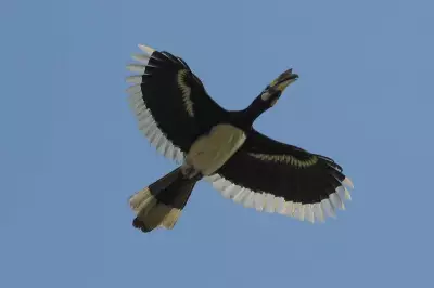 Rare Hornbill's Surrogate Parenting in Delhi's Lodhi Garden Stuns Birdwatchers
