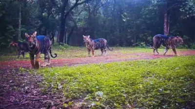 Rare Melanistic Tigress with Three Cubs Spotted in Odisha's Similipal Reserve