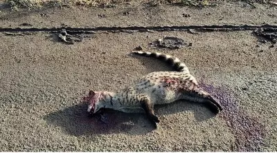 Rare Small Indian Civet Dies in Road Accident in Karnataka