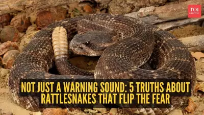 Rattlesnakes: Surprising Facts About These Misunderstood Reptiles