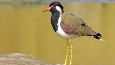 Red-Wattled Lapwing: Traditional Monsoon Forecaster for Indian Farmers