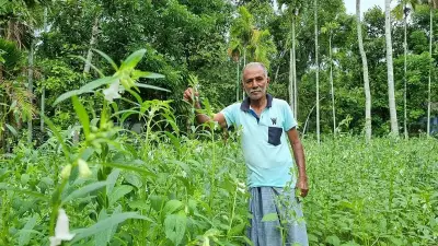 Revival of GI-Tagged Sesame in Kerala Boosts India's Edible Oil Mission