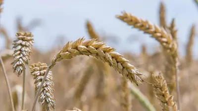 Rising Winter Temperatures Threaten India's Wheat Production