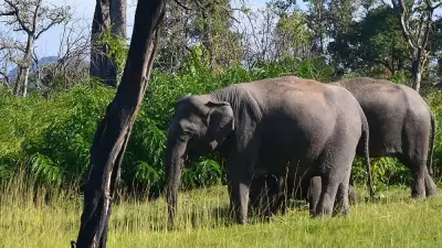 Safari Driver Provokes Elephant Near Bhadra Reserve, Probe Ordered After Video Goes Viral