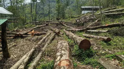 Sandalwood Cultivation Declines in Karnataka Amid Rising Theft