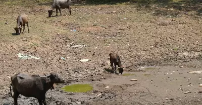 Shrinking Water Bodies in Karnataka's Dharwad District Raise Alarm