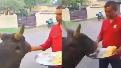 Simi Garewal Shares Heartwarming Video of Bull and Dosa Vendor's Friendship