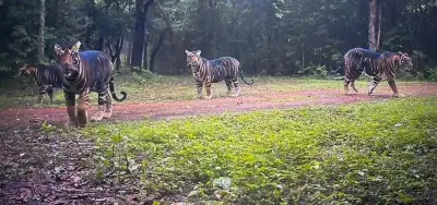 Similipal Tiger Reserve Shares Rare Photo of Melanistic Tigress and Cubs