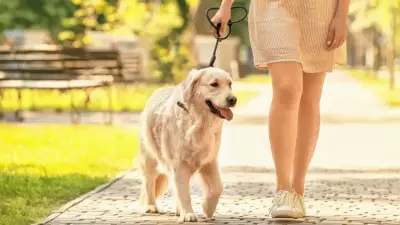 Simple Steps to Protect Your Pets from Ticks This Season