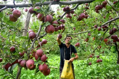 Summer Pruning Boosts Apple Quality and Yield in Himalayan Orchards