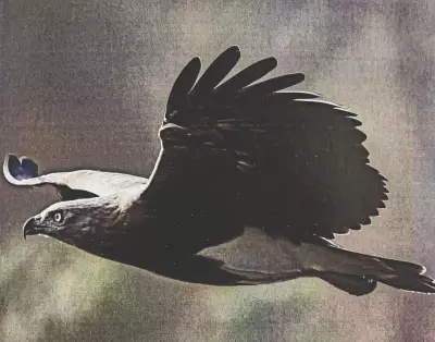 Tamil Nadu's First Raptor Census Documents 68 Species of Birds of Prey