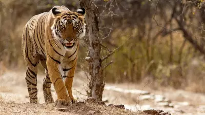Tiger Attack Injures Farmer in Mysuru, Karnataka