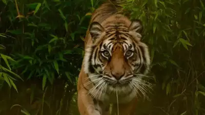 Tiger attacks motorcycle-borne couple in Katarniaghat, woman critically injured