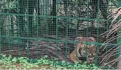 Tiger Trapped in Cage at Ex-MLA's Farm in Mysuru After Frequent Sightings