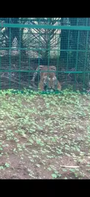 Tiger Trapped in Hunsur After Three-Week Operation, Villagers Relieved